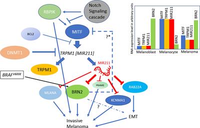 The Paradoxical Behavior of microRNA-211 in Melanomas and Other Human Cancers